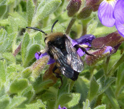 Image of Melecta albifrons (Forster 1771)