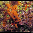 Image of carrot-sponge