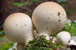 Imagem de Lycoperdon pyriforme Schaeff. 1774