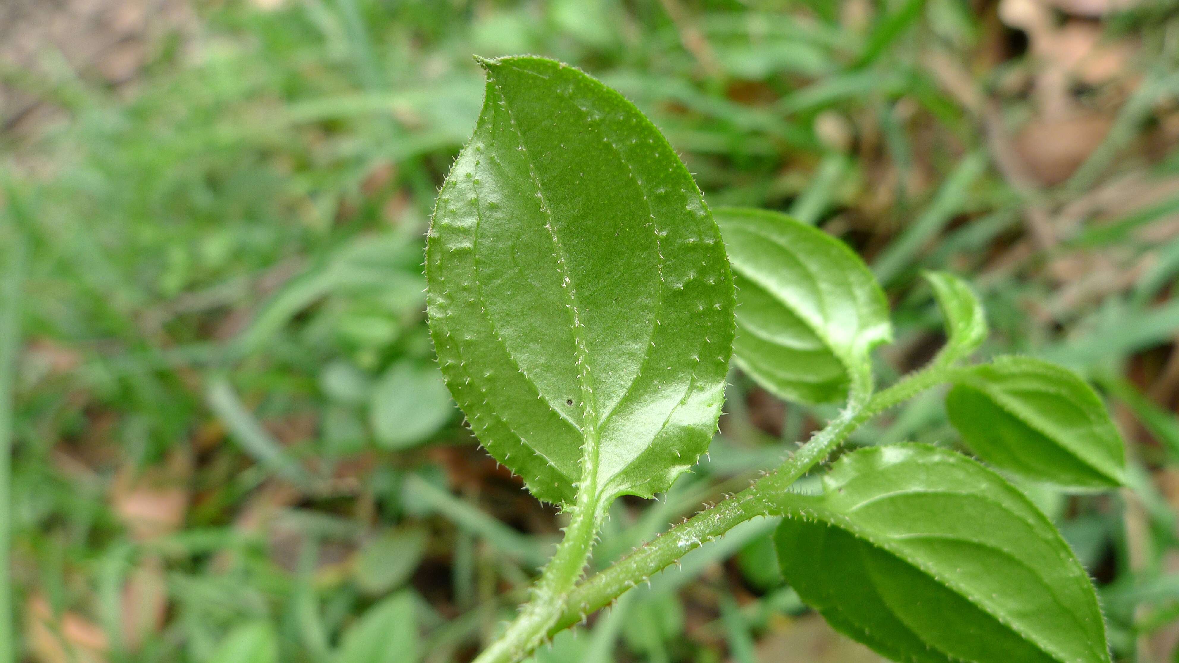 Image of stickseed