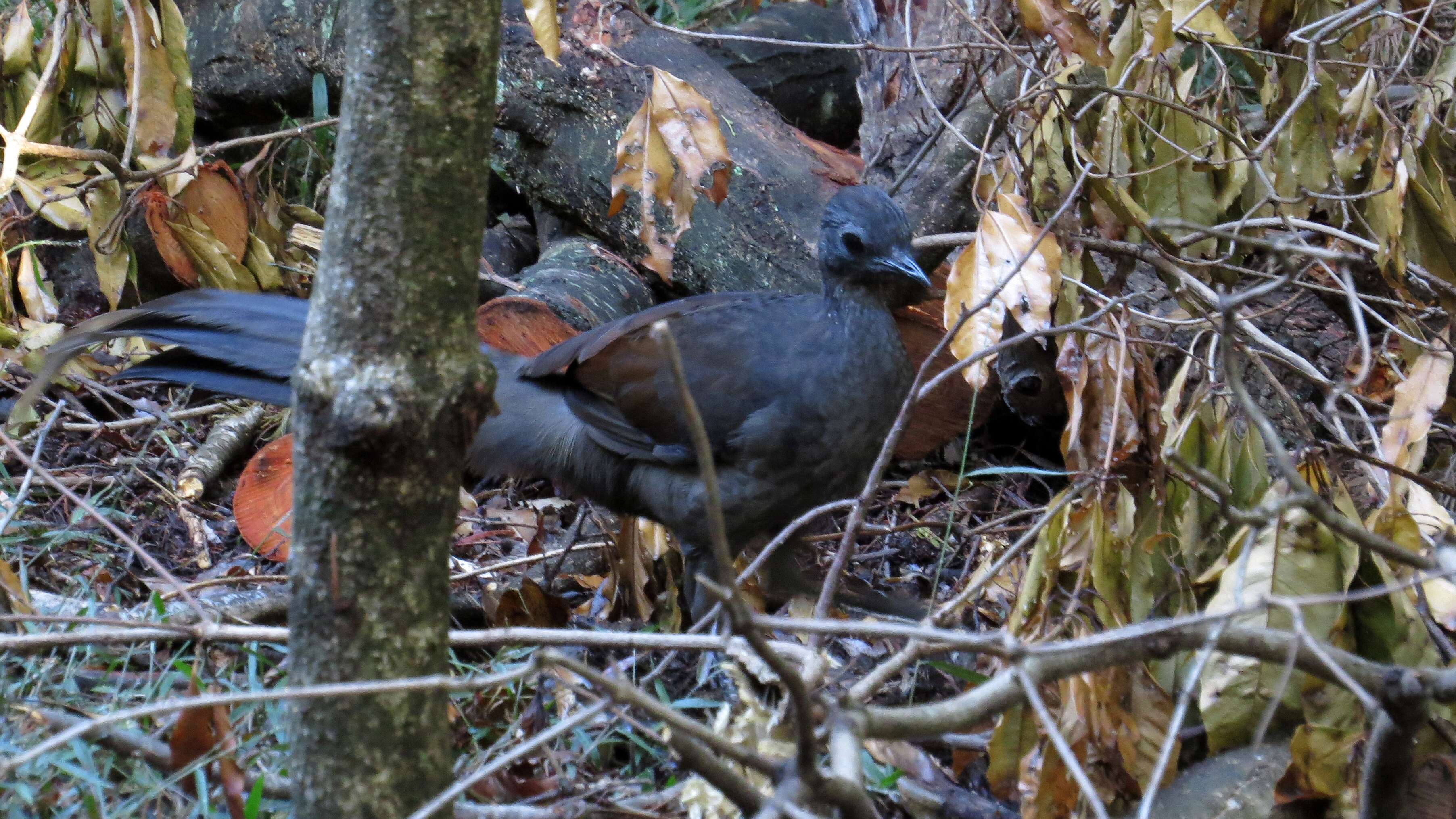 Image of lyrebirds