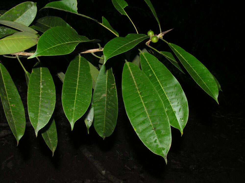 Image of Ficus paraensis (Miq) Miq.