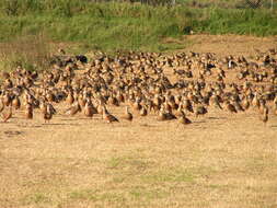 Image of Grass Whistling Duck