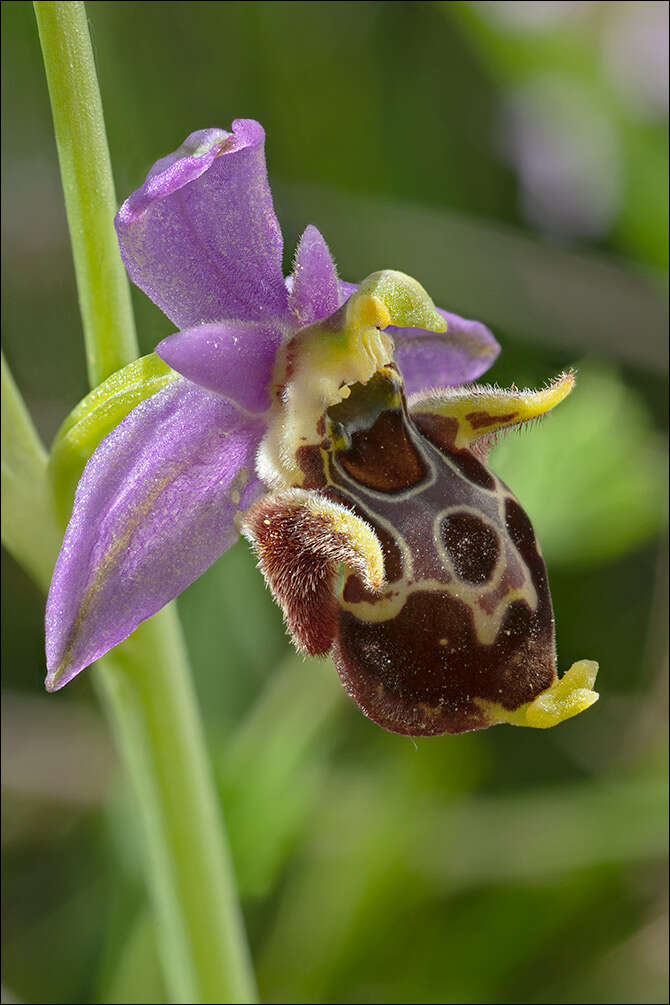 Ophrys scolopax subsp. cornuta (Steven) E. G. Camus resmi