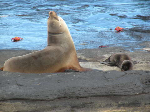 Image of Galapagos Sea Lion