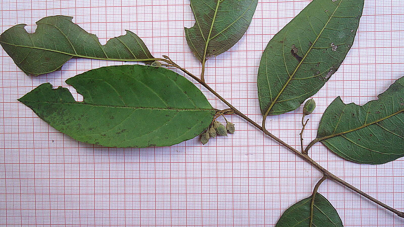 Image of Styrax glabratus Schott