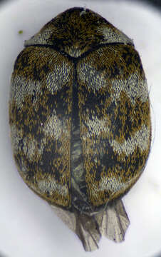 Image of Furniture Carpet Beetle