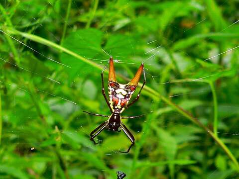 Image of Micrathena