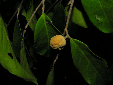 Image of Stephanopodium costaricense G. T. Prance