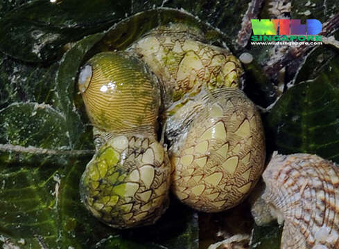 Image of dubious nerite