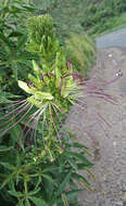 Image of Cleome anomala Kunth