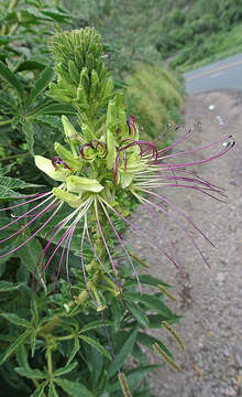 Image of spiderflower