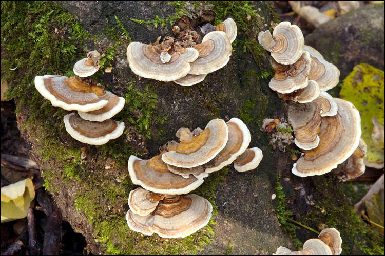 Image of Trametes