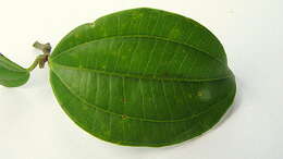 Image of Miconia jucunda (DC.) Triana