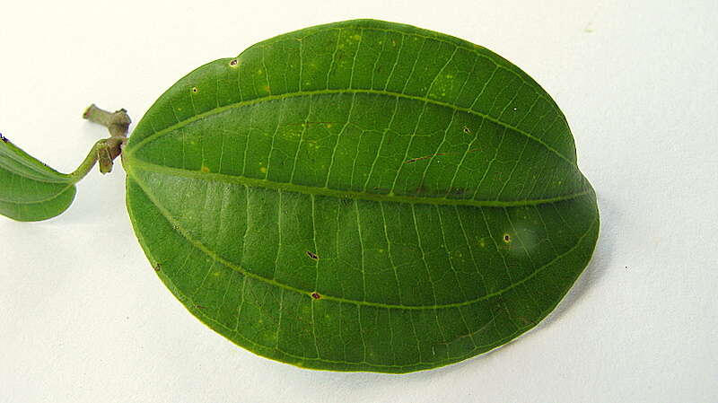 Image of Miconia jucunda (DC.) Triana