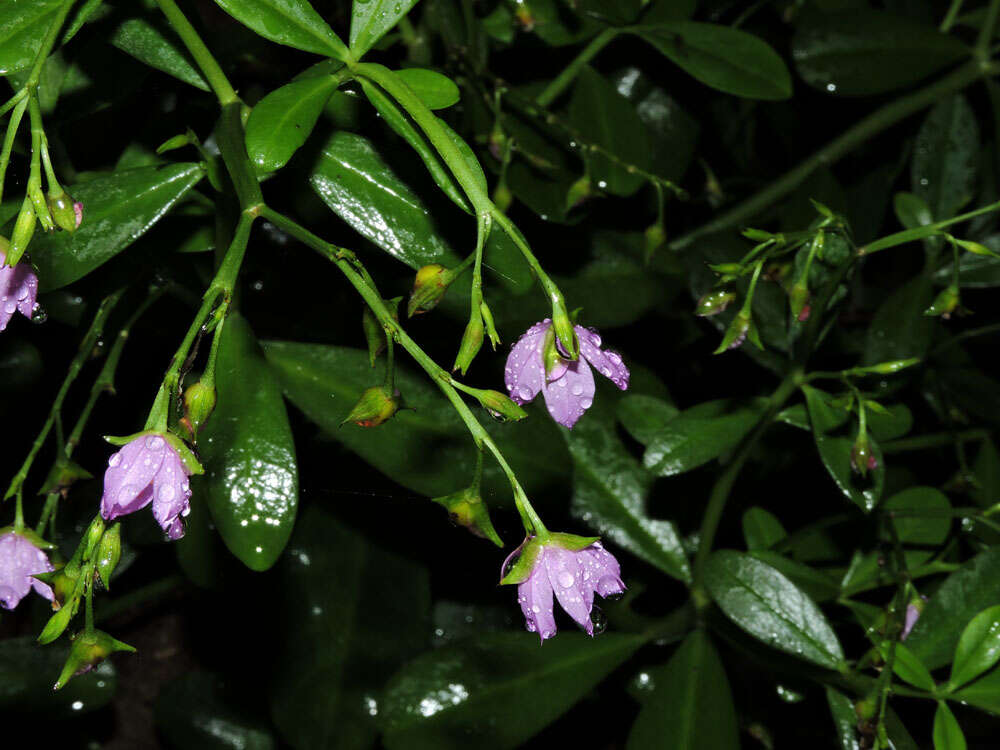 Image of Ceylon spinach