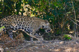 Image of Jaguar