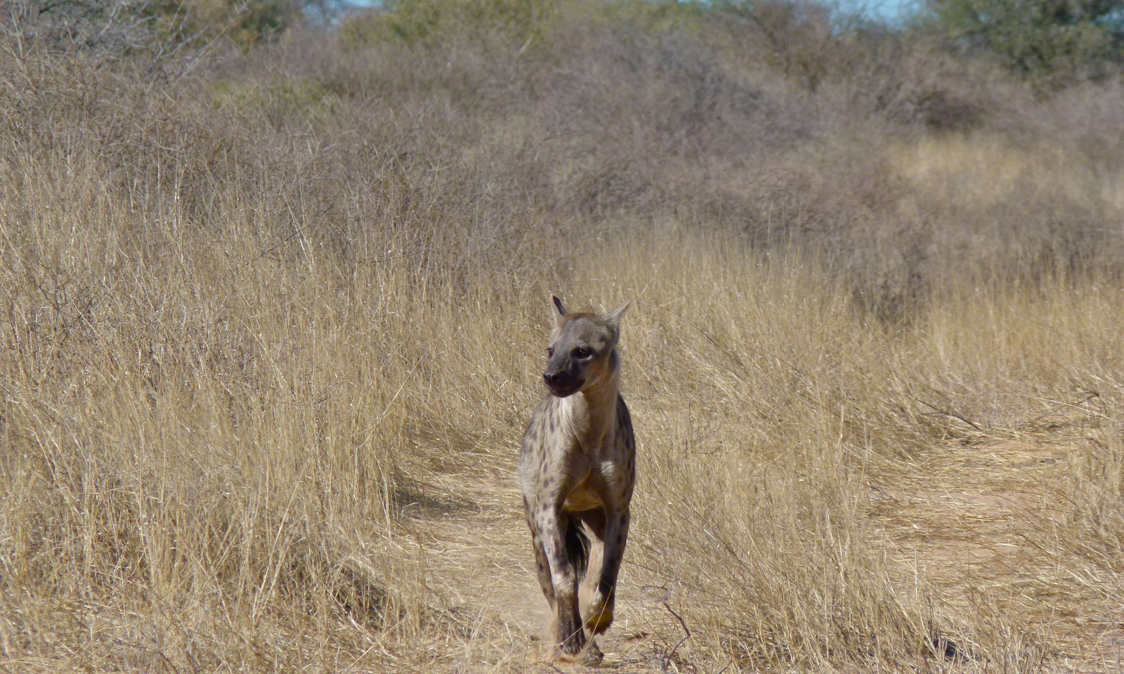 Image of Spotted Hyaenas