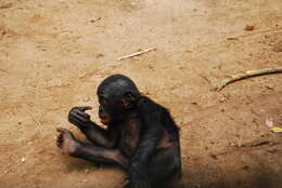 Image of Chimpanzees