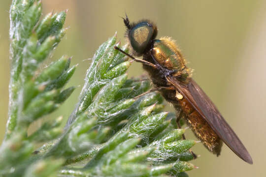 Image of Soldier fly