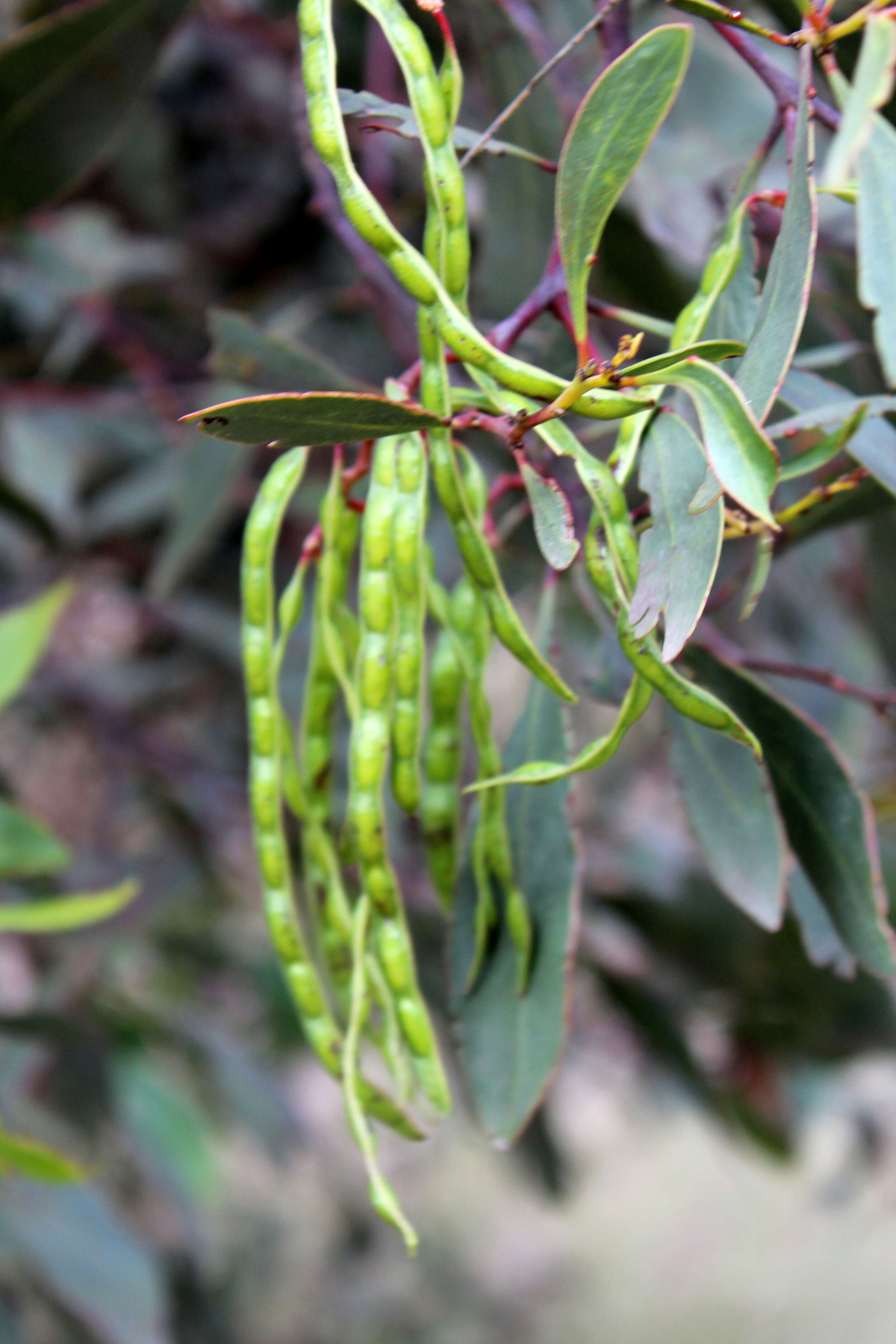 Acacia myrtifolia (Sm.) Willd. resmi