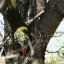 Image of Austral Parakeet