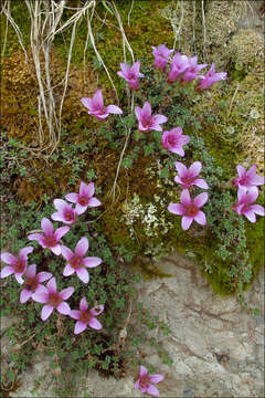 Image of purple mountain saxifrage