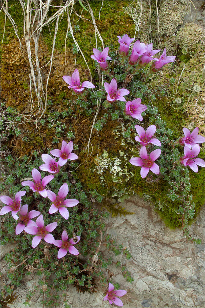 Image de Saxifraga oppositifolia subsp. oppositifolia