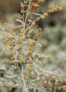 Image of Artemisia austriaca Jacq.