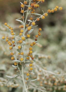 Image of Artemisia austriaca Jacq.