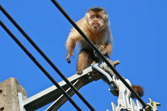 Image of Robust capuchin monkeys