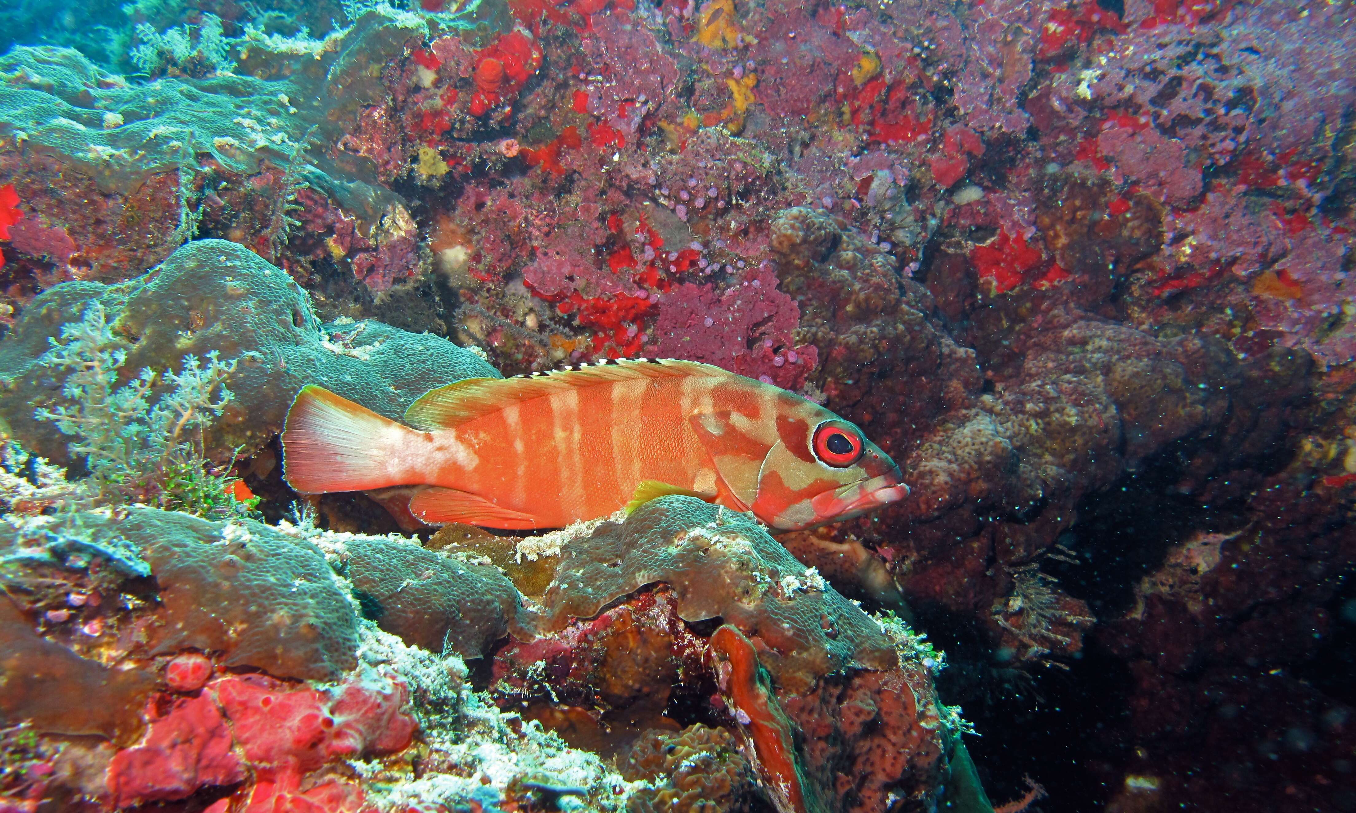 Imagem de Epinephelus fasciatus (Forsskål 1775)