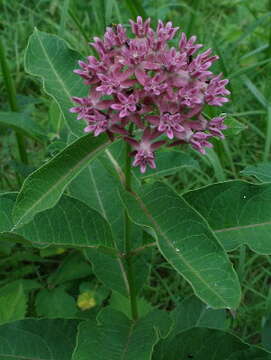 Image de Asclepias purpurascens L.