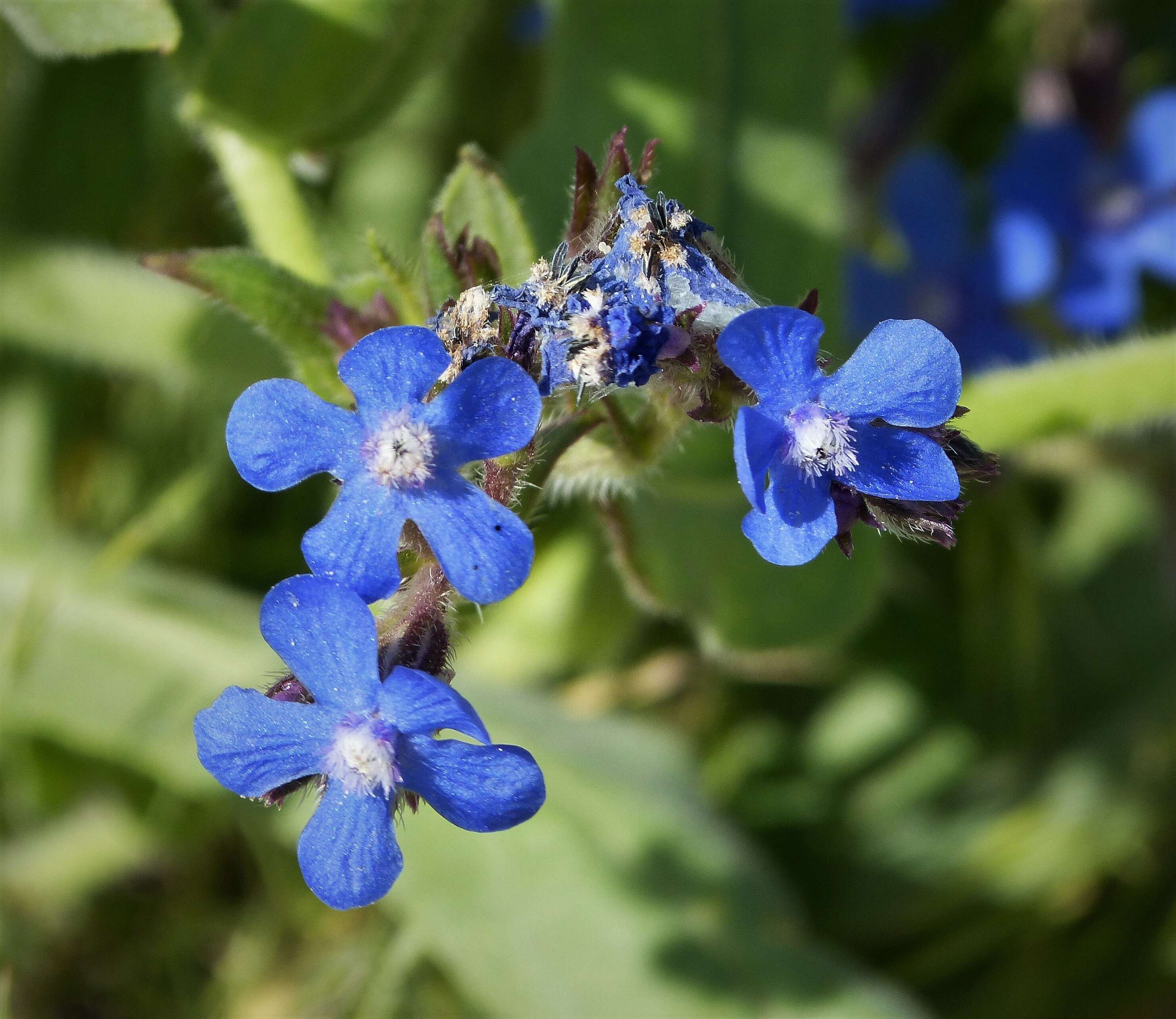 Image of bugloss