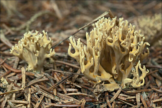 Phaeoclavulina abietina (Pers.) Giachini 2011 resmi