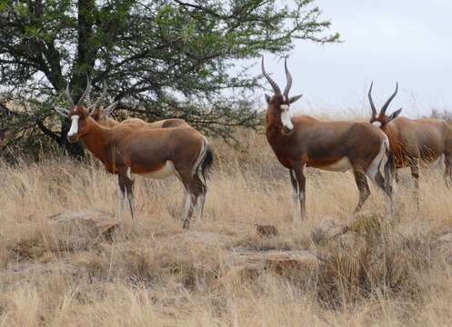 Image of Blesbok