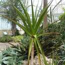 Image of Aloe purpurea Lam.