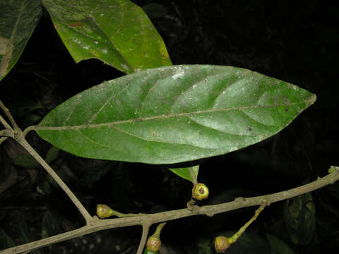 Image of loblolly sweetwood