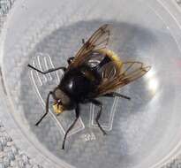 Volucella bombylans (Linnaeus 1758) resmi