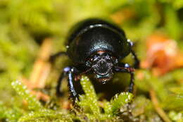 Image of Dor beetle