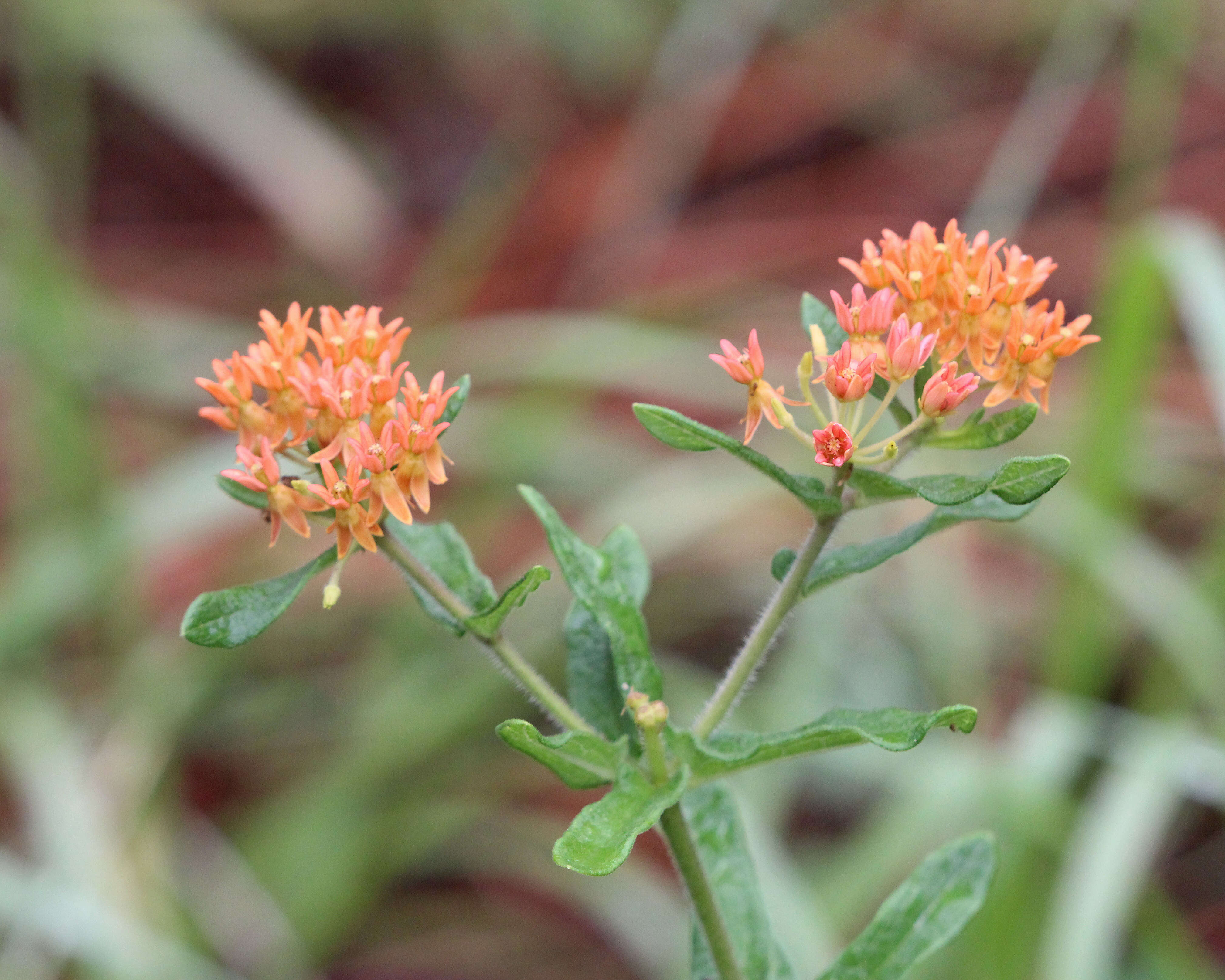 Image of butterfly milkweed