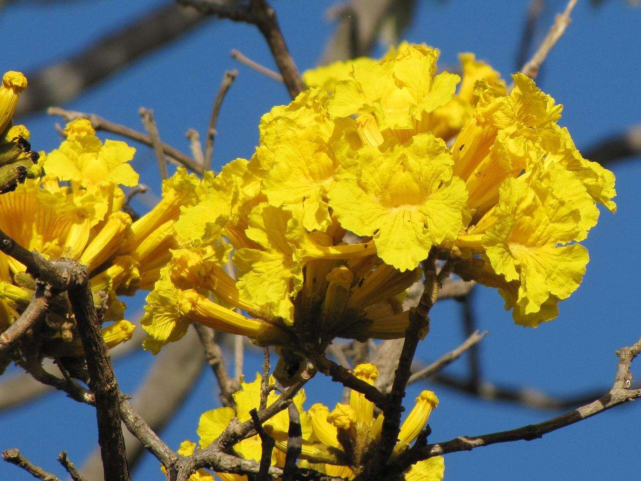 Image of Handroanthus