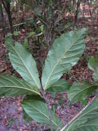 Image of Cordia superba Cham.