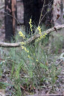 Imagem de Acacia mucronata Willd. ex H. L. Wendl.