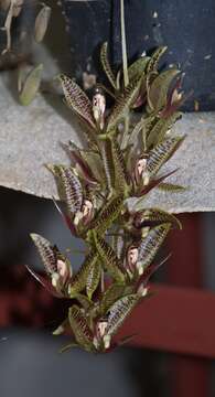 Image of Cirrhaea dependens (G. Lodd.) G. Don