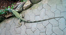 Image of Green Iguana