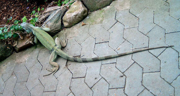 Image of Green iguana