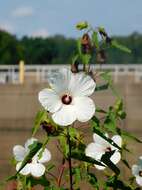 Image of halberdleaf rosemallow