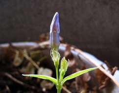 Image de Vinca major L.