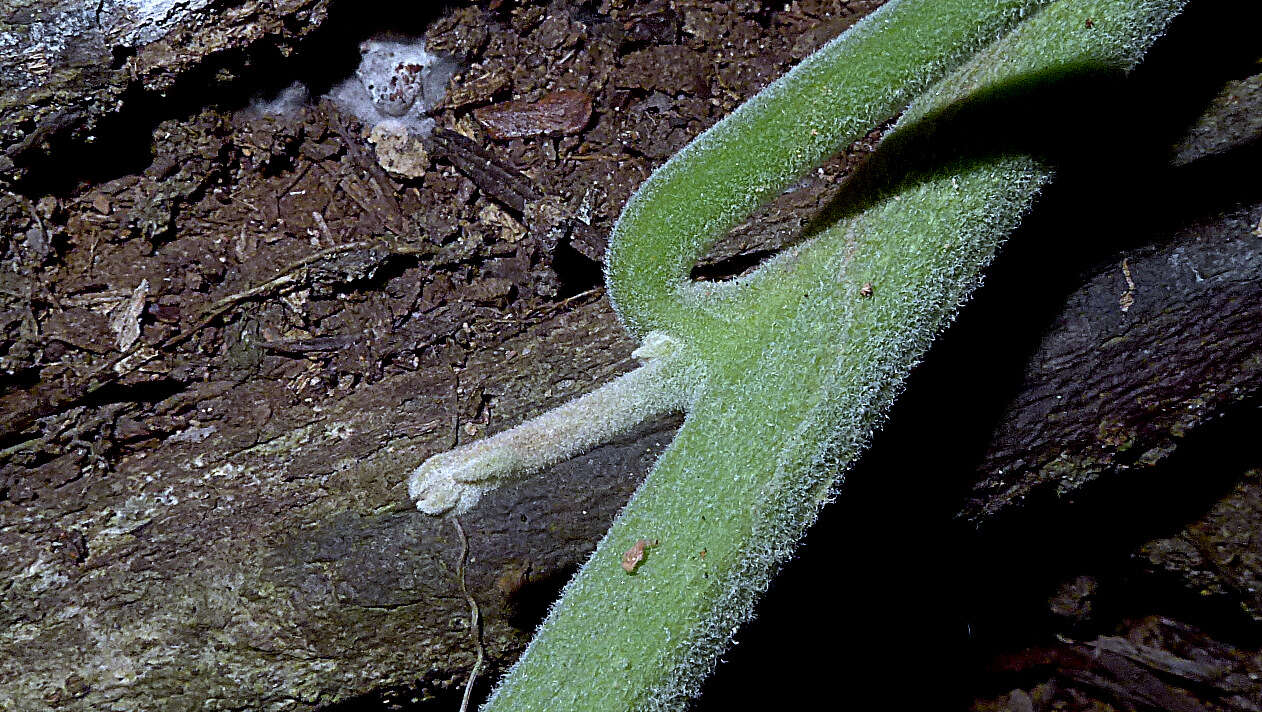 Image of Ipomoea philomega (Vell.) House